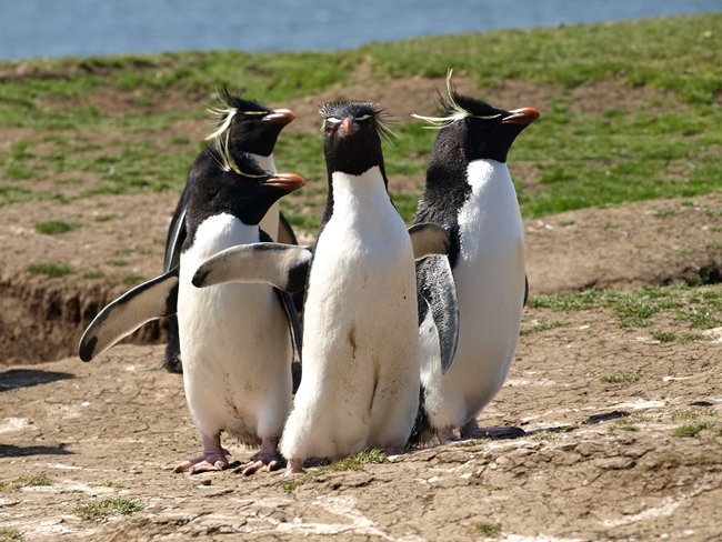 ../../Pictures/241209/077 Rockhopper.JPG